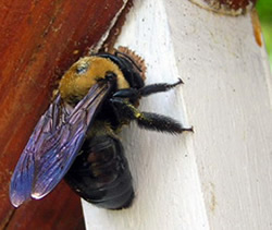 Pest Inspection CT Carpenter Bee Control
