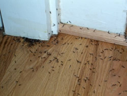 Pest Inspection How to identify a termite problem