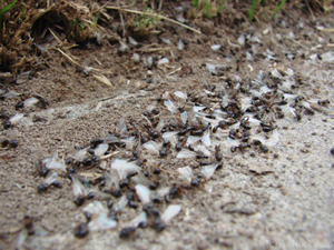 CT Flying Ants Need a Pest Inspection?
