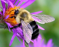 Pest Inspection CT for Carpenter Bees