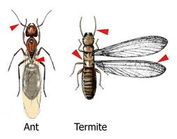 Pest inspection ct termites vs carpenter ants